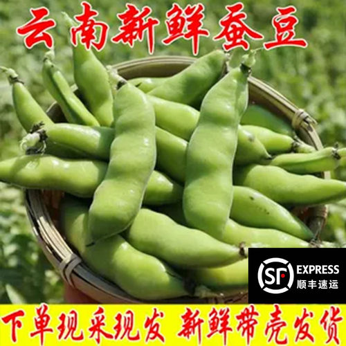 豆荚新鲜云南蚕豆蔬菜
