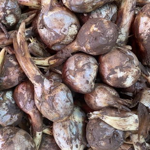 茨菇 现挖带泥慈姑 新鲜现挖农家自种白茨菰马蹄大茨菇燕尾草芽菇