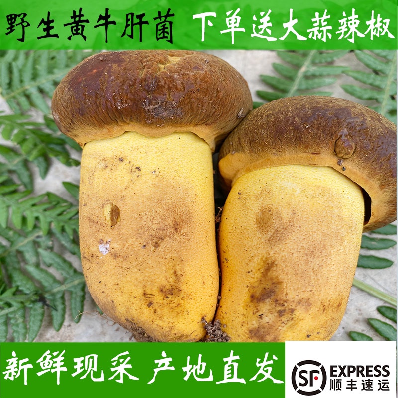 云南野生新鲜现采产地发货