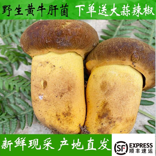 云南野生新鲜现采产地发货