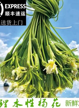 水性杨花 大理海菜 野菜云南海菜洱海特产泸沽湖丽江海菜新鲜蔬菜