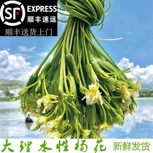 水性杨花 野菜云南海菜洱海特产泸沽湖丽江海菜新鲜蔬菜 大理海菜