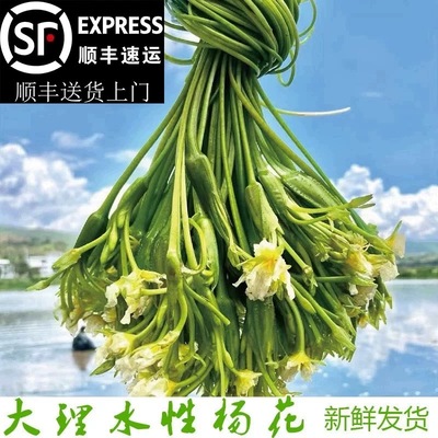 水性杨花 大理海菜 野菜云南海菜洱海特产泸沽湖丽江海菜新鲜蔬菜