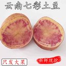 花心洋芋 云南丽江七彩土豆紫五花马铃薯新鲜红心大土豆 花心土豆