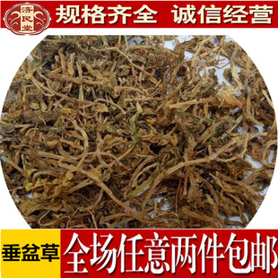 垂盆草佛甲草 山护花佛指甲瓜子草500克两件包邮食用农产品初加工