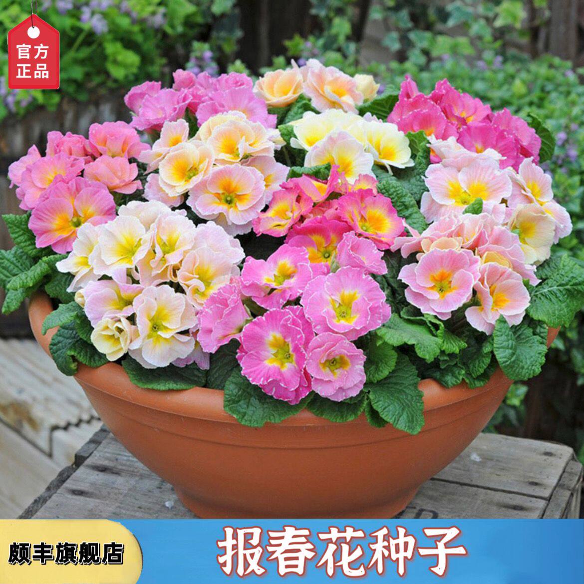 报春花种子四季易活花籽樱草花卉花种子耐寒庭院室外盆栽花种籽子