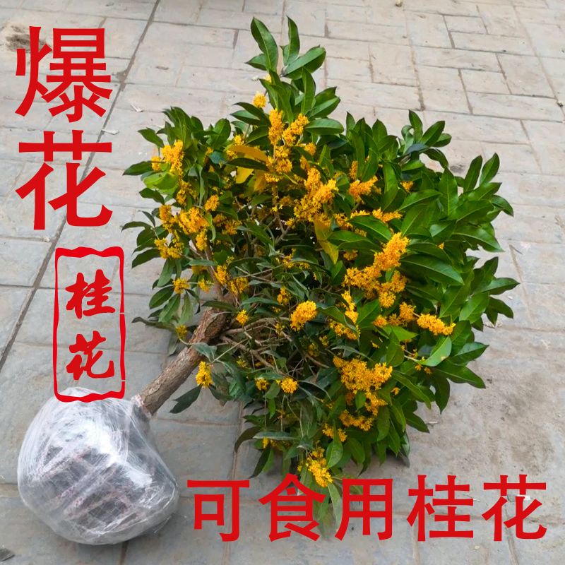 桂花树苗盆栽庭院植物金丹浓