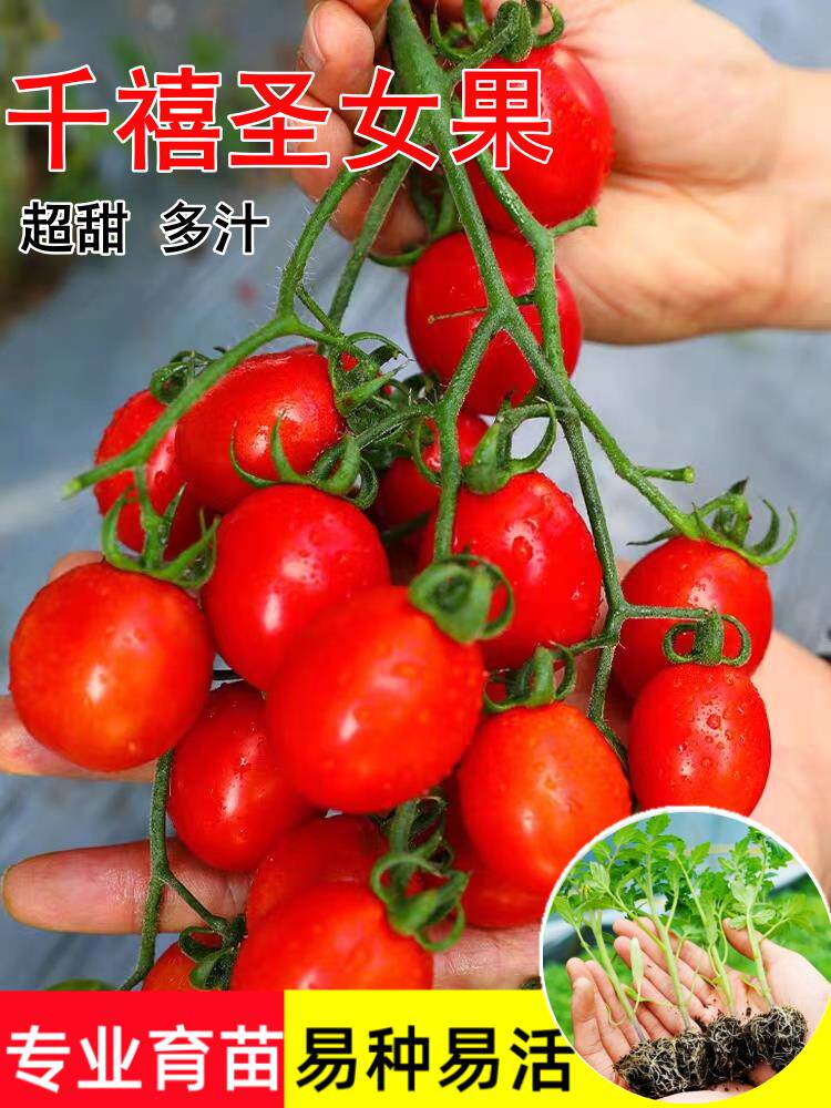 超甜千禧圣女果苗高产小番茄苗水果西红柿秧子四季种阳台盆栽菜苗
