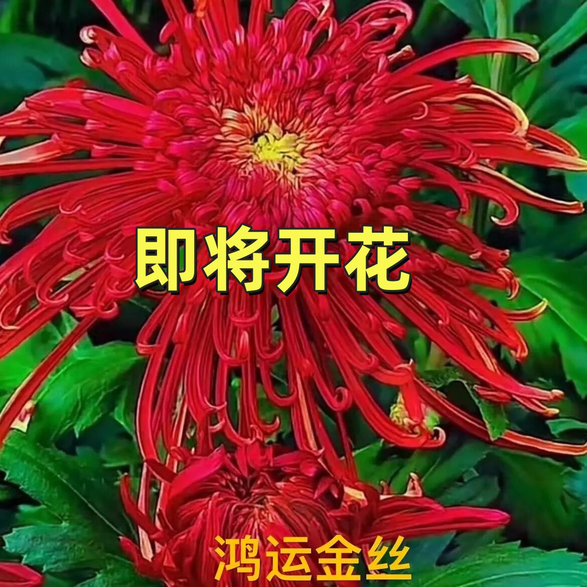 菊花苗大菊花盆栽可食用金丝皇菊室内绿植花卉阳台观花植物九月菊