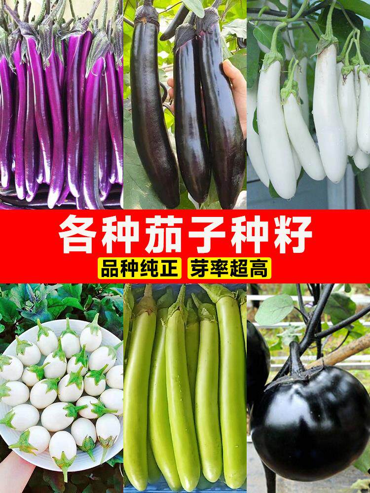 茄子种籽大全嫁接茄苗长杭茄种子苗秧苗烧烤茄子四季盆栽蔬菜种孑