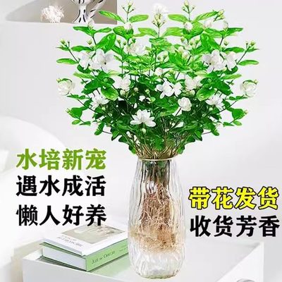 茉莉花水培植物盆栽办公室