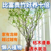 龙柳鲜枝水培插花客厅水培植物耐寒好养绿植懒人水培植物四季发芽