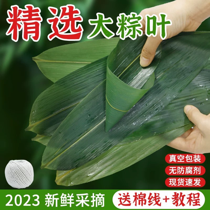 端午粽叶新鲜大号干棕叶包粽子的叶子免邮家用天然特大箬叶棕子叶_虎窝淘