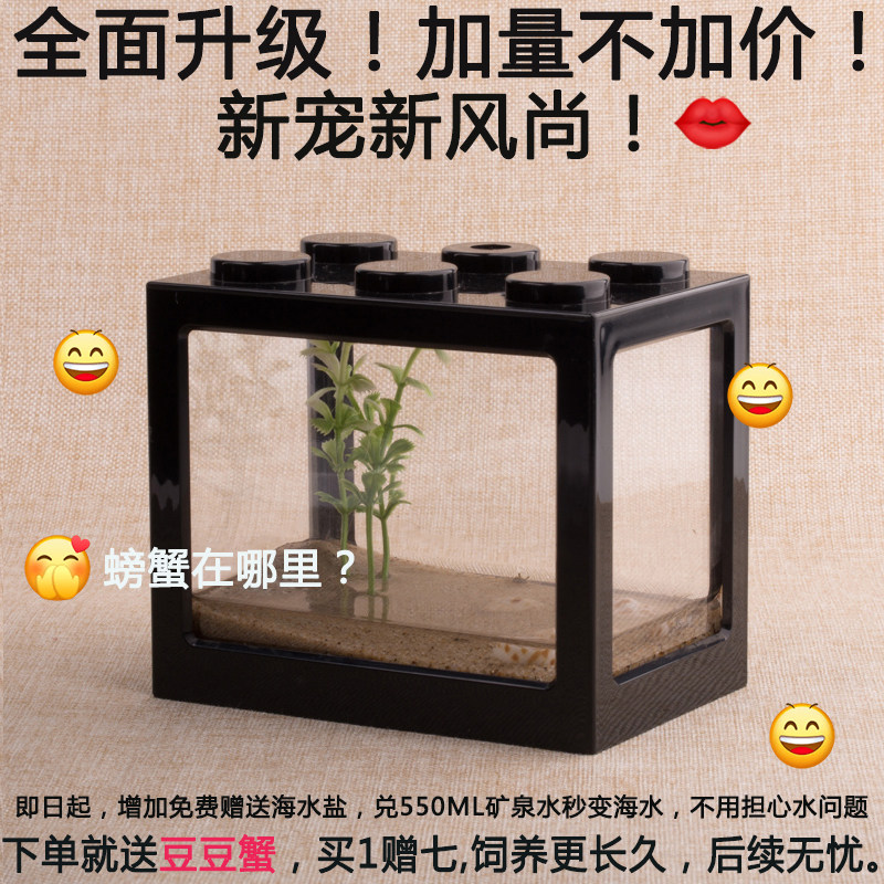 迷你豆豆蟹桌面可爱系小宠物不喂食生态系统缸造景儿童礼物中号