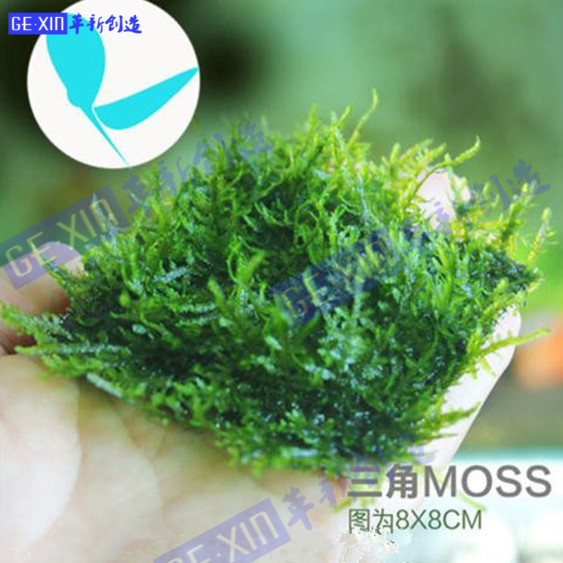 三角莫斯虾缸造景缸火焰莫丝摩丝MOSS 8*8不锈钢定植躲避繁殖草缸