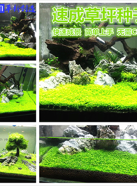 水草种子鱼缸水草前景草速成草坪种子活体水族造景超迷对叶牛毛