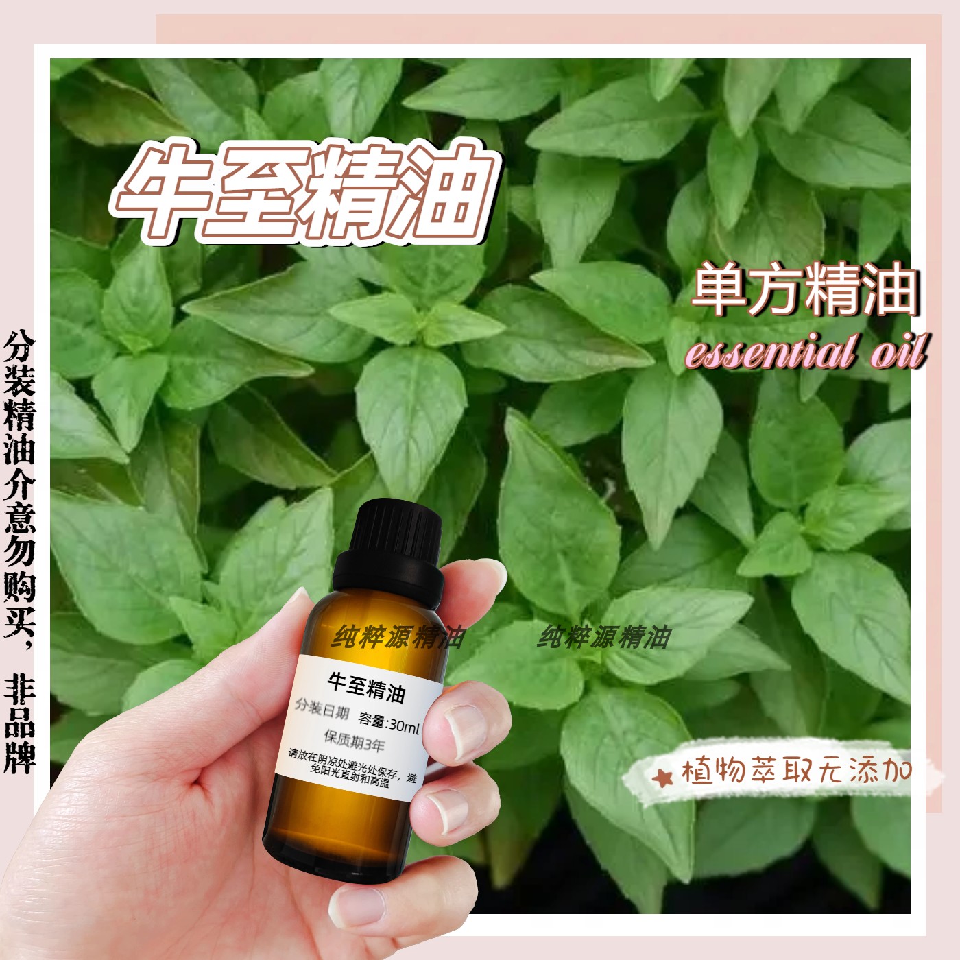 牛至精油天然植物杀菌抑菌