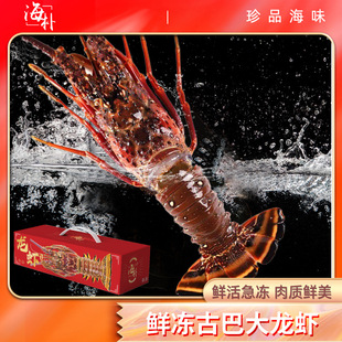 海朴海朴晟泽系列鲜活冷冻古巴龙虾礼盒3-3.5斤/只家庭聚会S