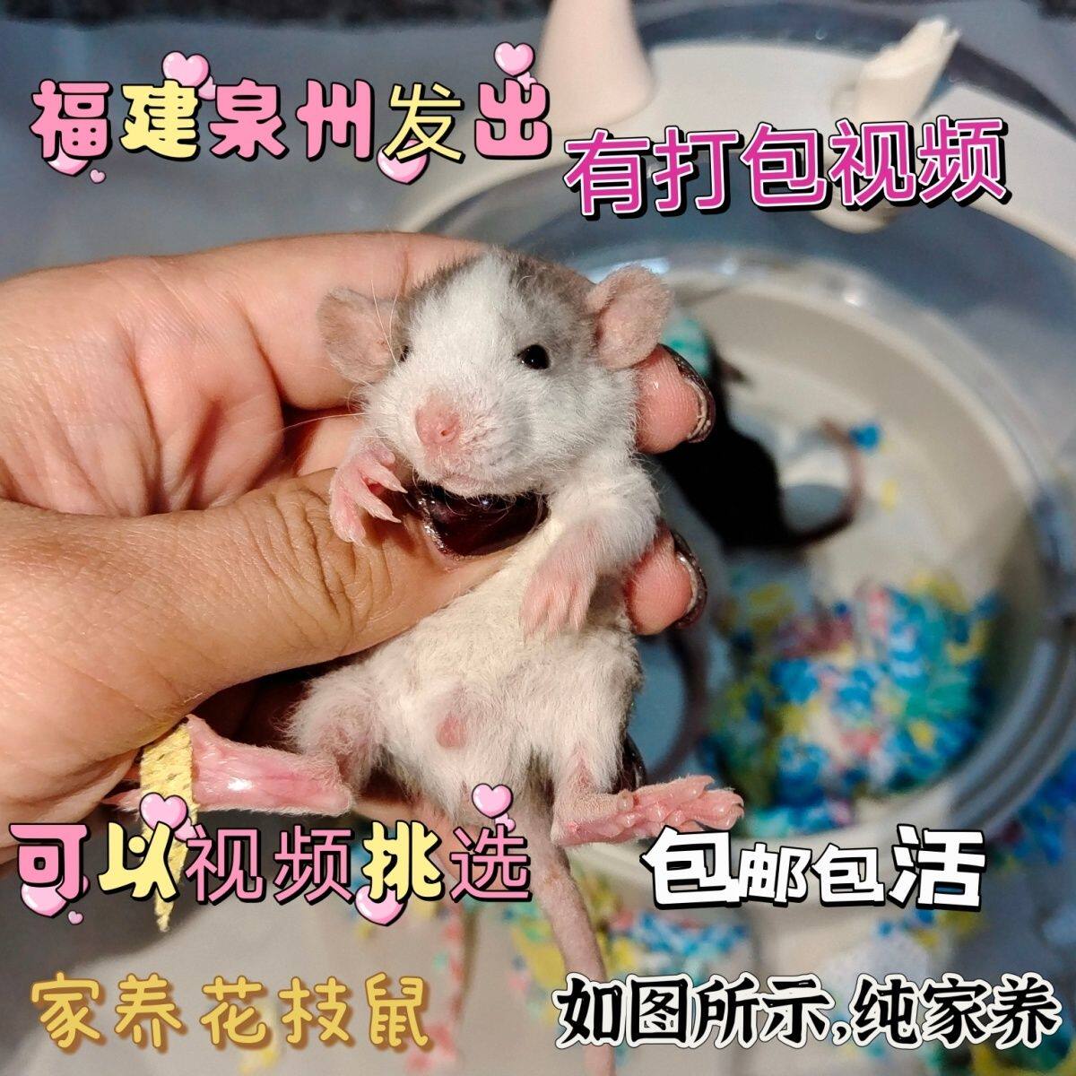 (视频照片)家养花枝鼠活体小宠物幼体哈士奇奶牛俄蓝卷毛火焰