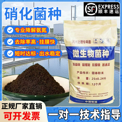 硝化菌种降氨氮菌种反硝化菌