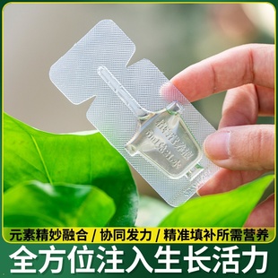 富贵竹专用营养液水培植物生根竹子观音竹转运竹营养液治叶子发黄