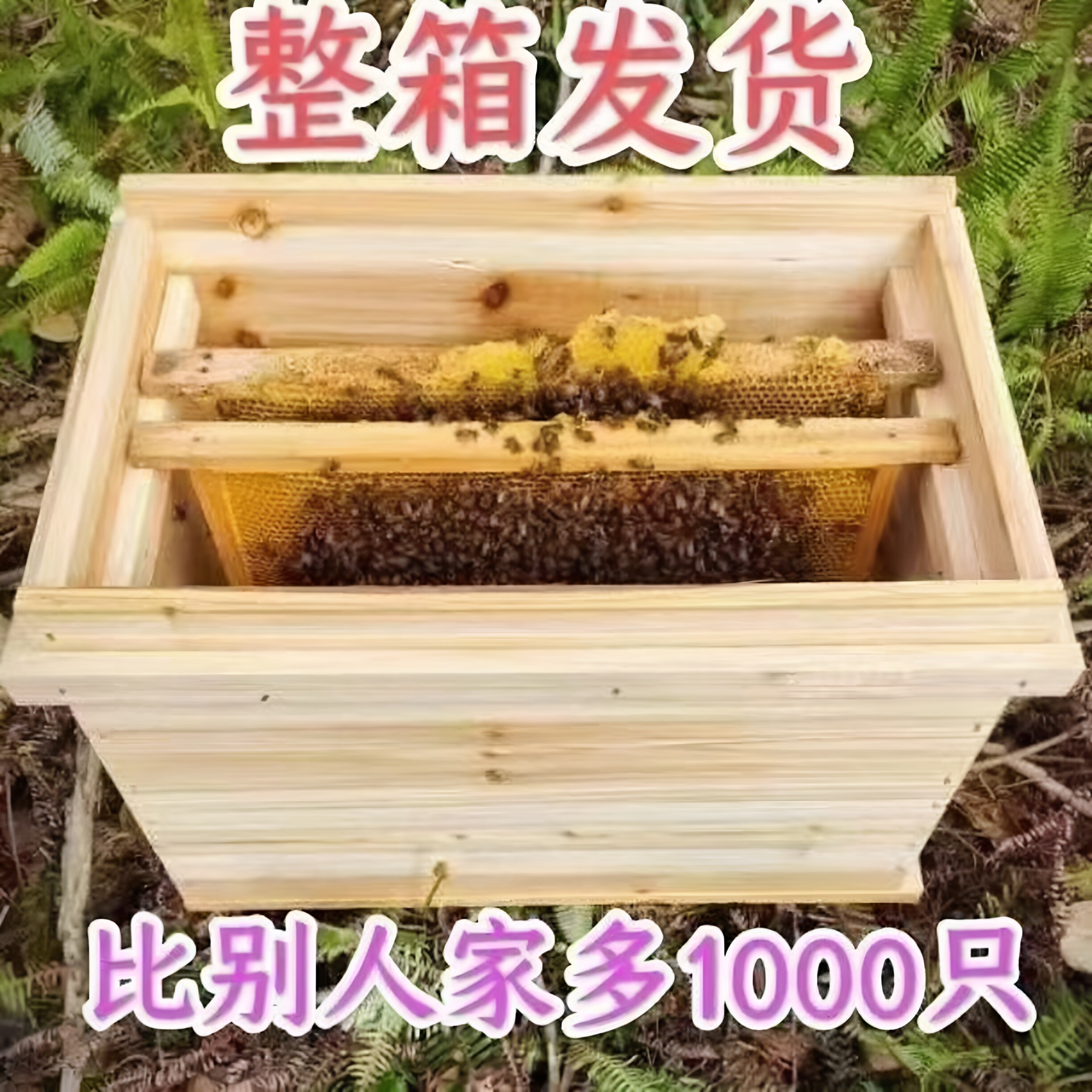 蜜蜂带王中华蜜群批发带子出售蜂王土蜂中蜂笼蜂蜂一整箱全套