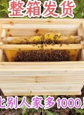 蜜蜂带王中华蜜群批发带子出售蜂
