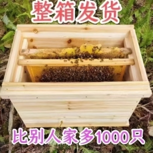 蜜蜂带王中华蜜群批发带子出售蜂王土蜂中蜂笼蜂蜂一整箱全套