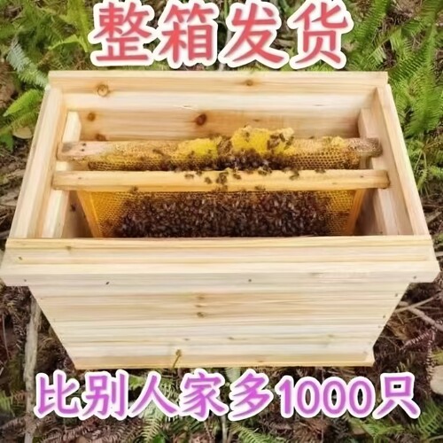 蜜蜂带王中华蜜群批发带子出售蜂