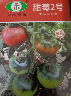 力禾种苗甜莓2号草莓番茄高圆幼果绿肩糖度9度抗病毒温室大棚种植