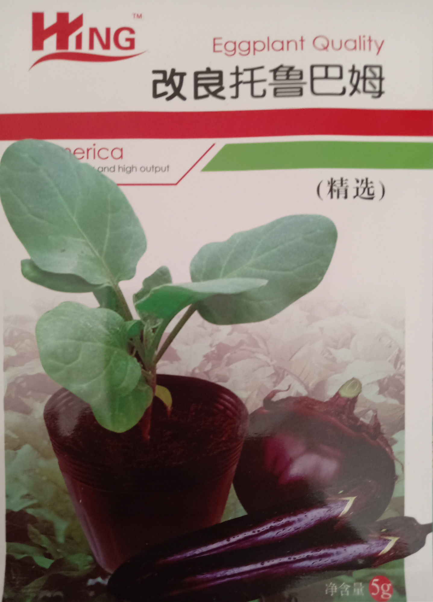 四季日本进口茄子嫁接专用砧木:托鲁巴姆种子5克装春夏秋冬季