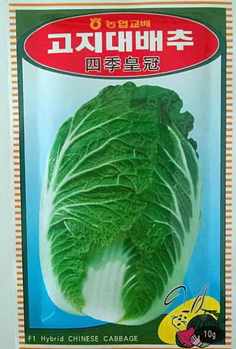 种子四季韩国高产抗病大白菜