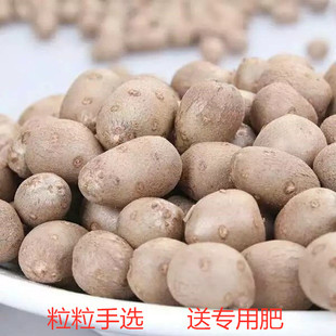 当年山药种子日本大和白玉山药豆种大粒粒手选新鲜大小均匀高产