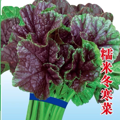 种子盆栽四季青冬寒菜