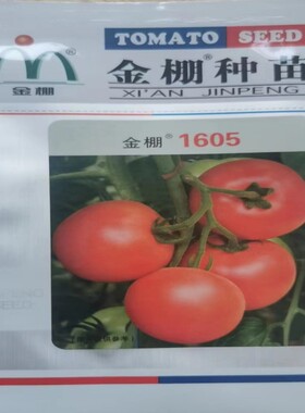 金棚1605粉红番茄无线生长越冬早春栽培果实膨大快果肉厚口感好