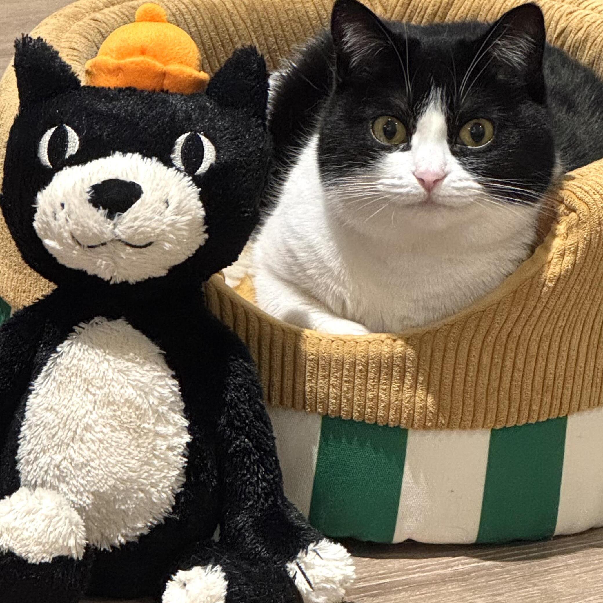 jellycat吉利猫玩偶公仔聚酯纤维