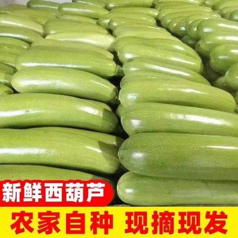 现货新鲜西葫芦瓜现摘嫩茄瓜茭瓜三月瓜番瓜农家菜瓜产地批发包邮