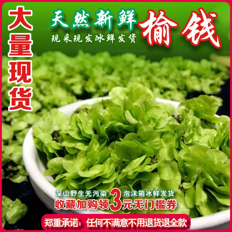 26年新鲜野生榆树花窝窝当季洋槐花农家野菜榆钱串子现摘现发包邮