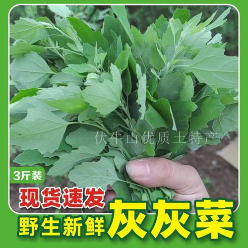 新鲜野菜灰灰菜保健高钙菜