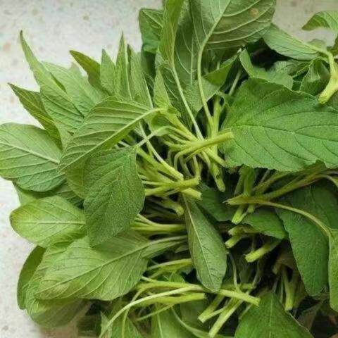 新鲜野菜苋菜农家线线菜露天引仙菜涮火锅仁汉菜商用绰水凉拌青苋