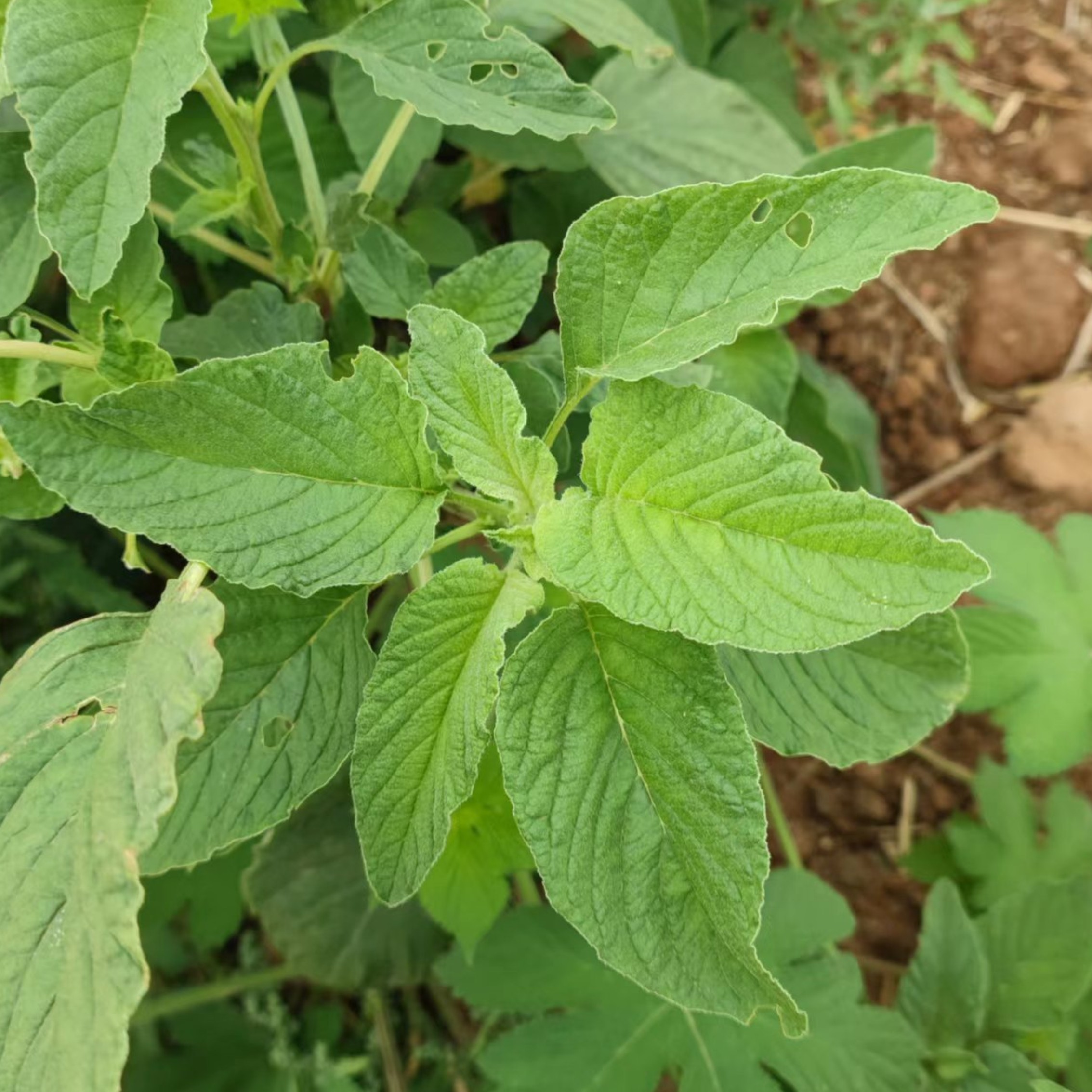 新鲜野菜苋菜农家线线菜露天引仙菜汉菜凉拌菜青红苋现采3斤包邮