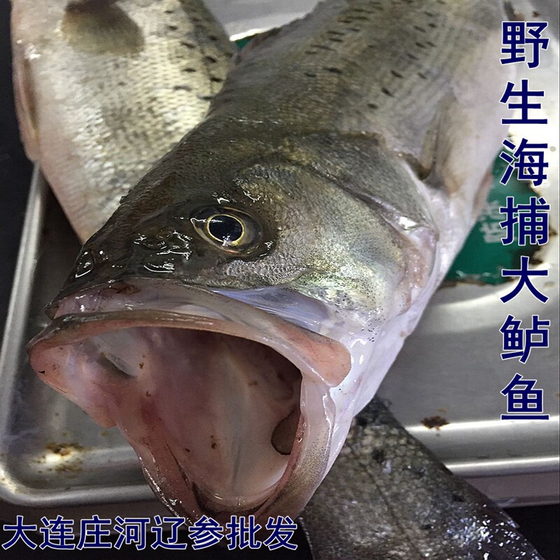 庄河海鲜特产大连庄河海捕新鲜野生鲈鱼  花鲈子 一条1-2斤左右