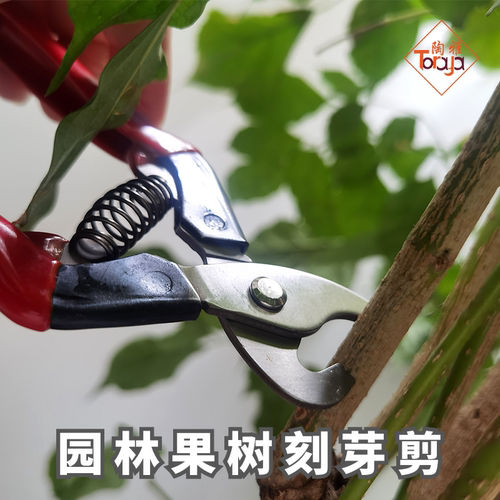 陶雅果树刻芽剪引出芽促进芽生长