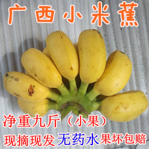 小米蕉小果广西新鲜香蕉当季水果小鸡蕉米焦芭蕉酸甜小香蕉自然熟