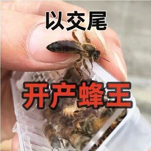 中蜂蜂王种王开产王受精纯种东北黑蜂处女王优质高产王产卵王台基
