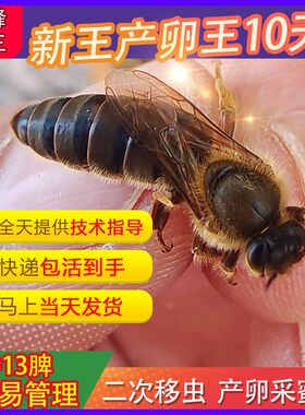 中蜂蜂王种王优质土蜂交尾新开产卵王四川阿坝优质广西处女蜜蜂王