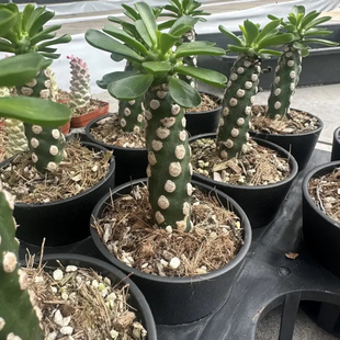 锁石多肉无刺霸王鞭10公分