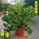 小青桔四季 桔金桔盆栽橘子小柠檬常年开花结果耐寒好养可食用绿植