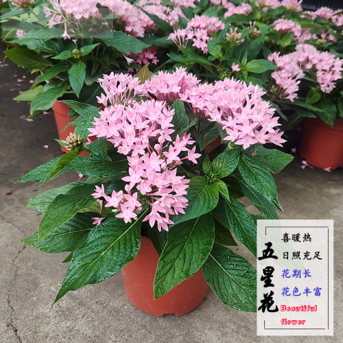 五星花盆栽植物阳台室外四季开花
