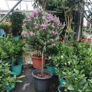 大盆玉芙蓉鲜花盆栽多年生木本植物耐热易活花卉庭院阳台室外种植